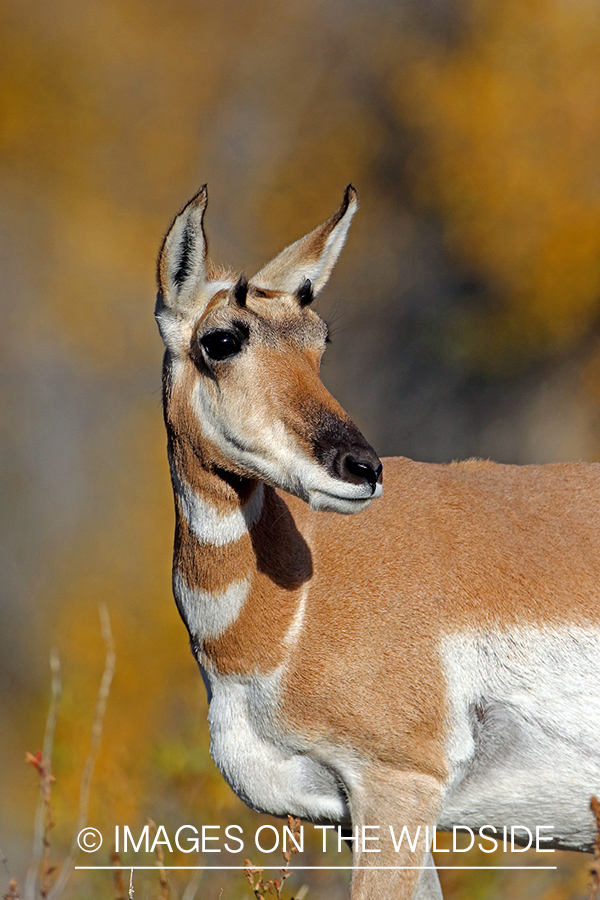 Pronghorn Antelope doe in habitat.