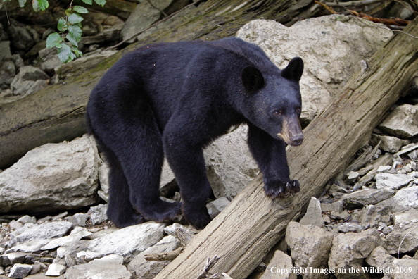 Black Bear in habitat