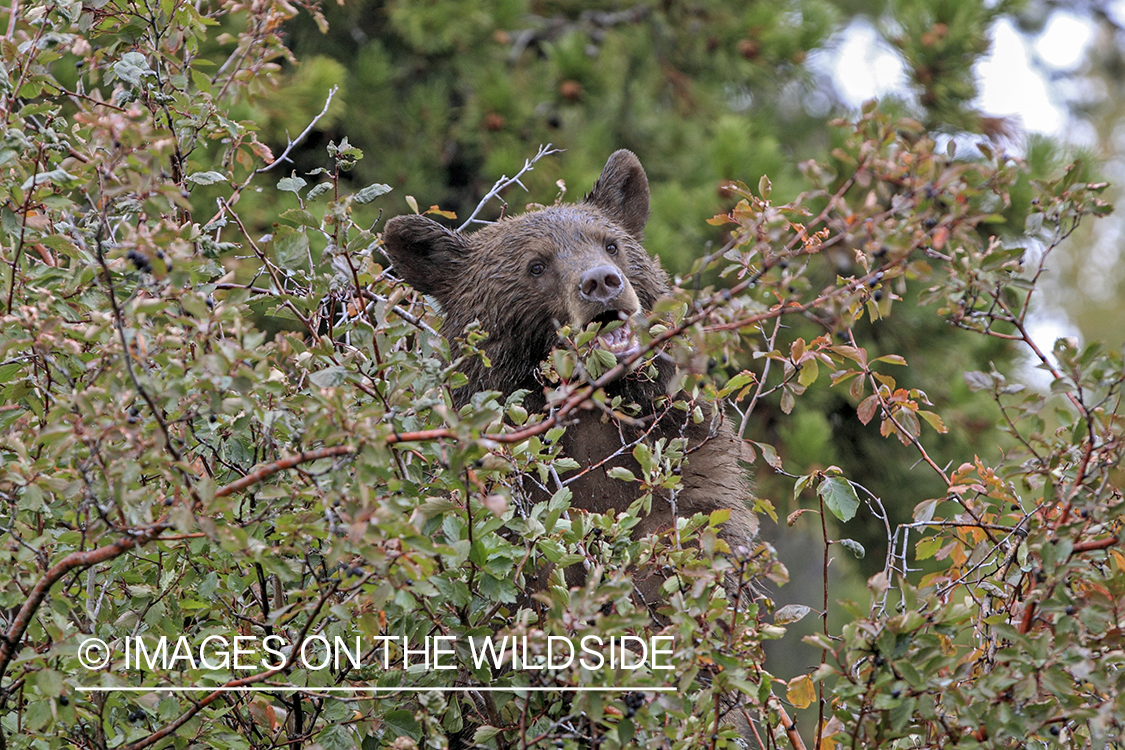 Black bear scavenging for berries. (brown-phase)