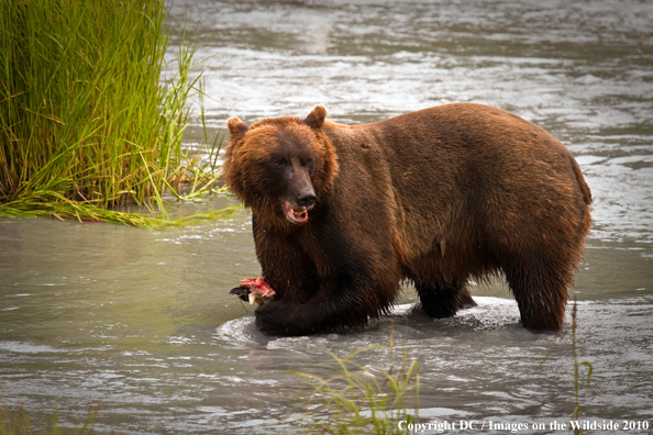 Brown bear catching salmon. 