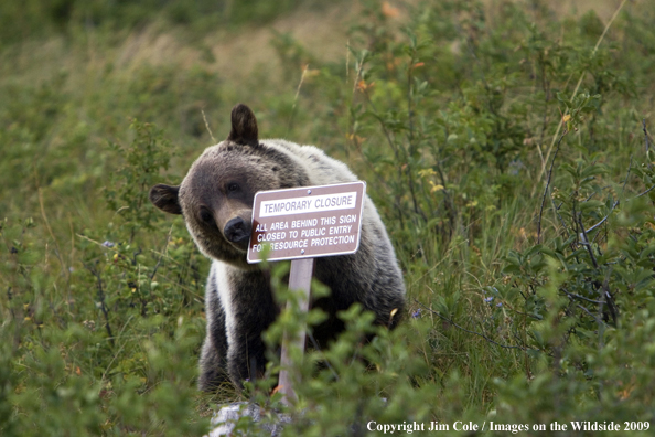 Grizzly bear in habitat scratching on sign