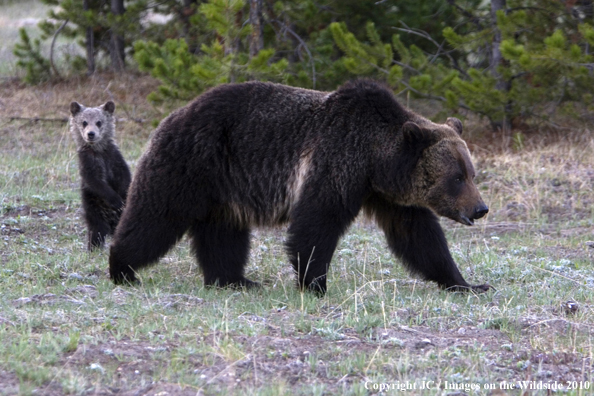 Grizzly bear with cub. 