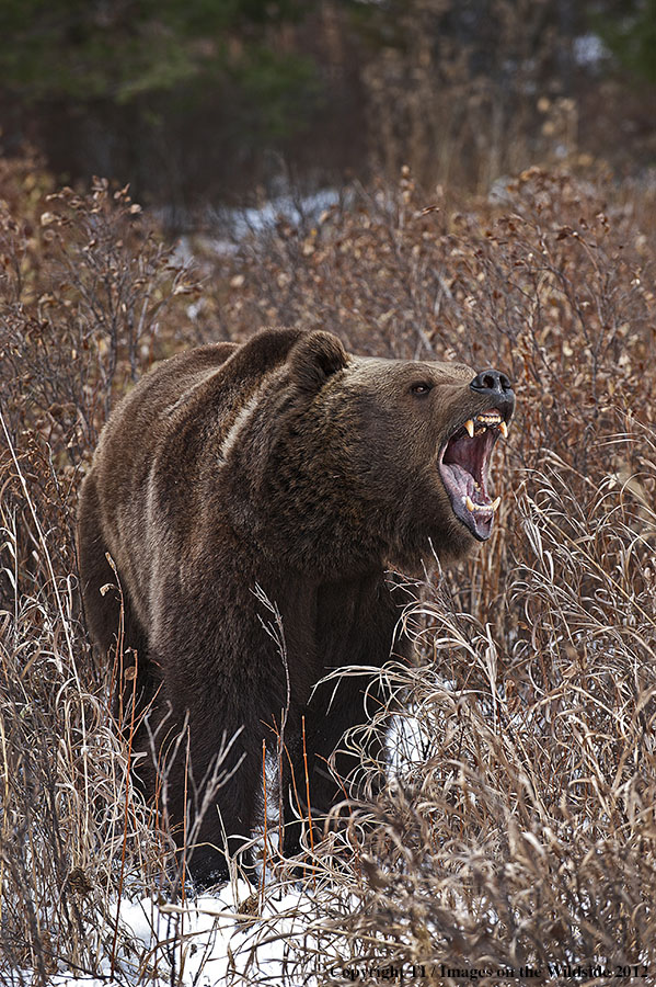 Grizzly Bear in growling.