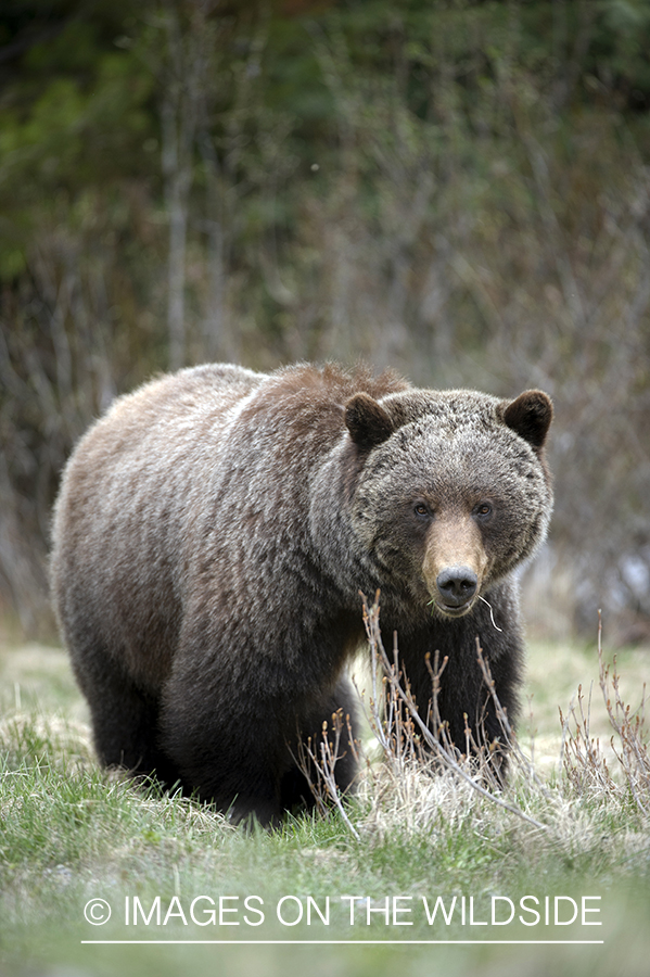 Grizzly bear in habitat.