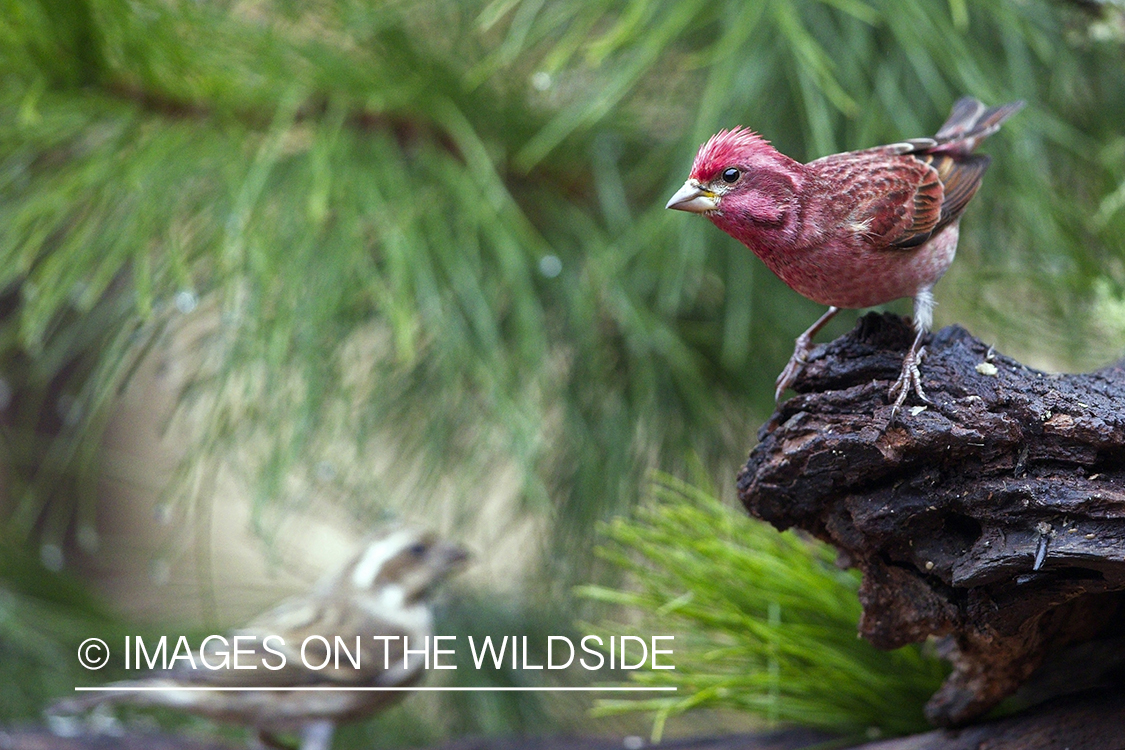 Purple finch in habitat.