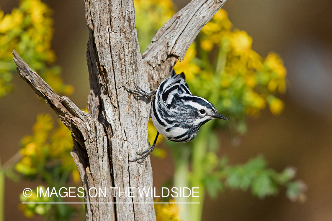 Black-and-white warbler on branch.