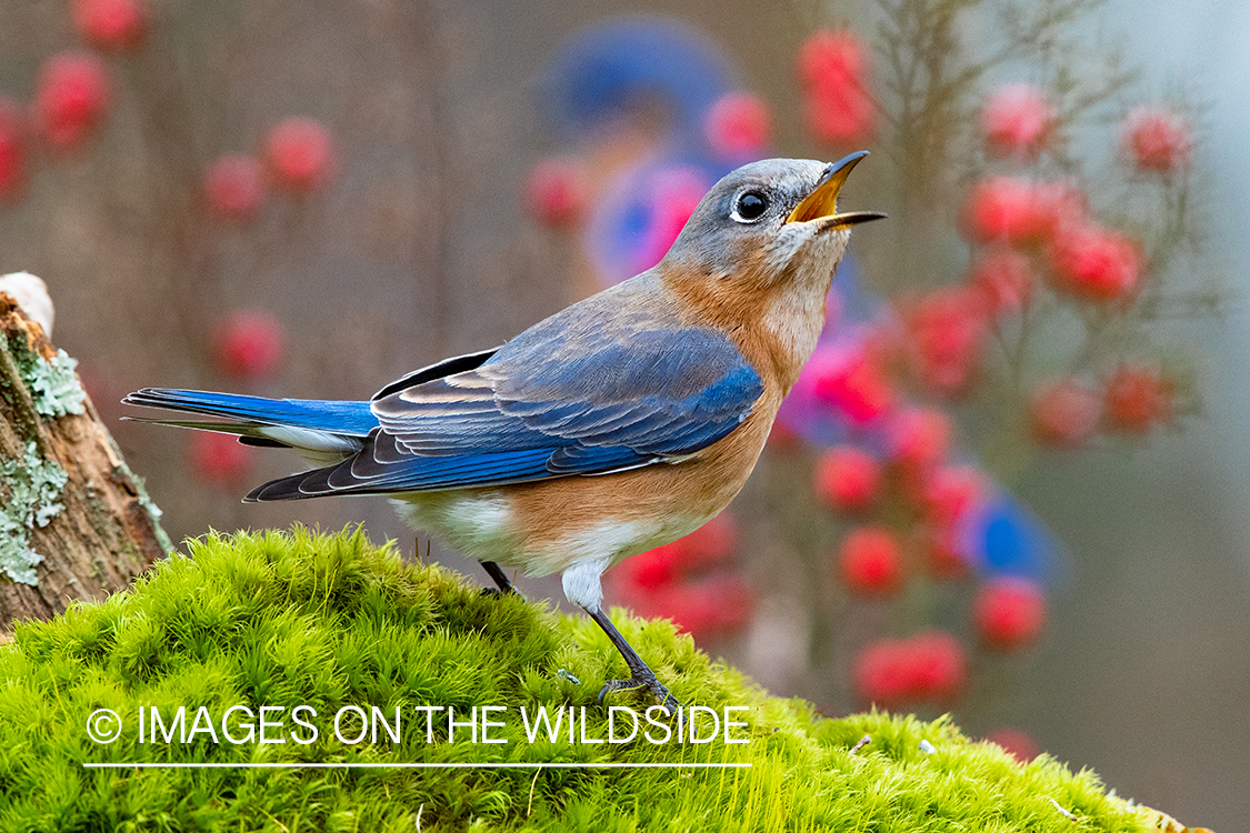 Eastern bluebird on moss.