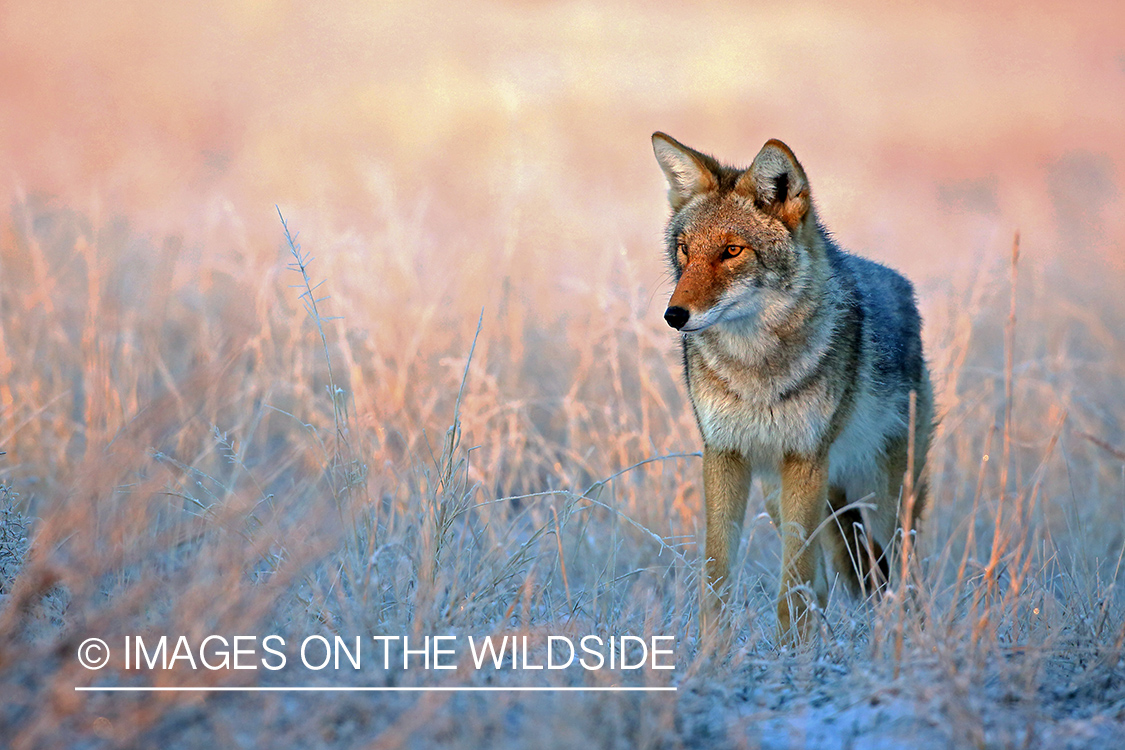 Coyote in habitat.