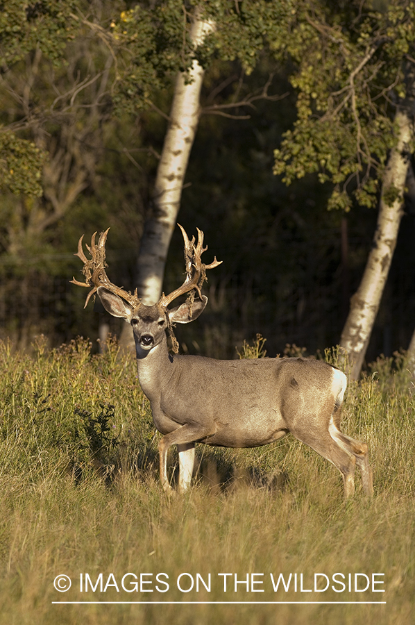 Mule deer in habitat.