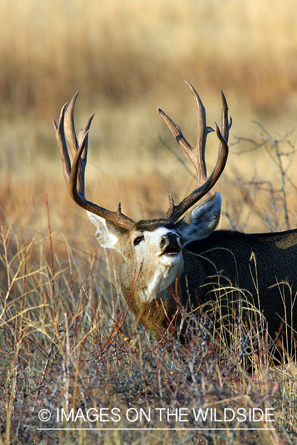 Mule deer buck in habitat. 