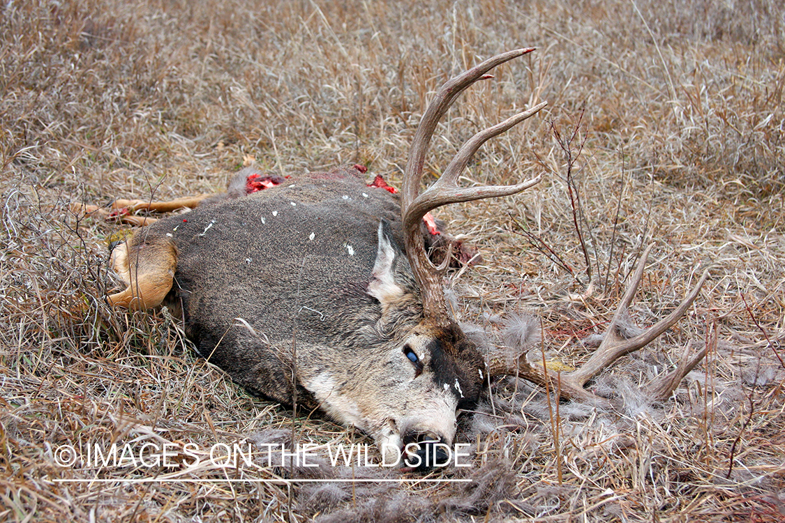 Mule deer buck killed by predator. 