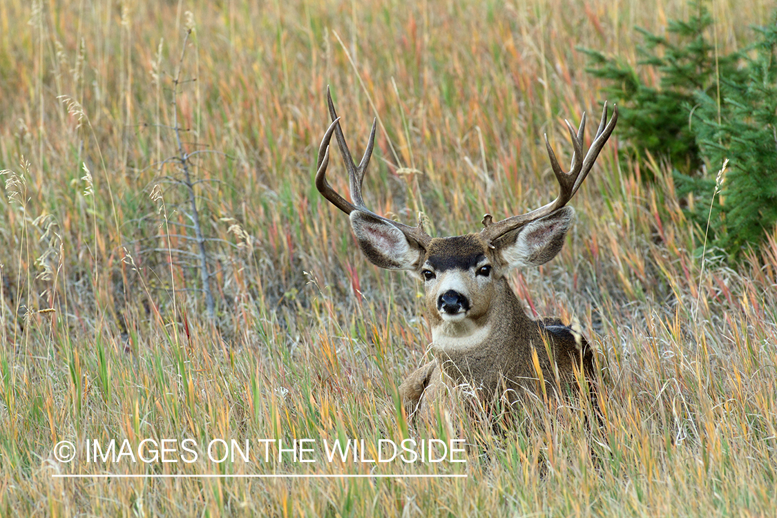 Mule deer buck in habitat. 