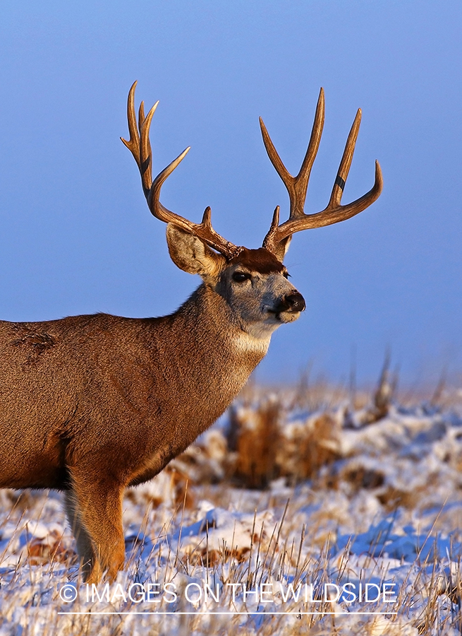 Mule deer buck in snow.