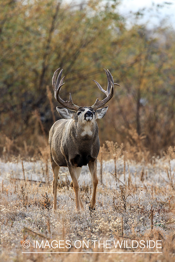 White-tailed buck in field in late fall.