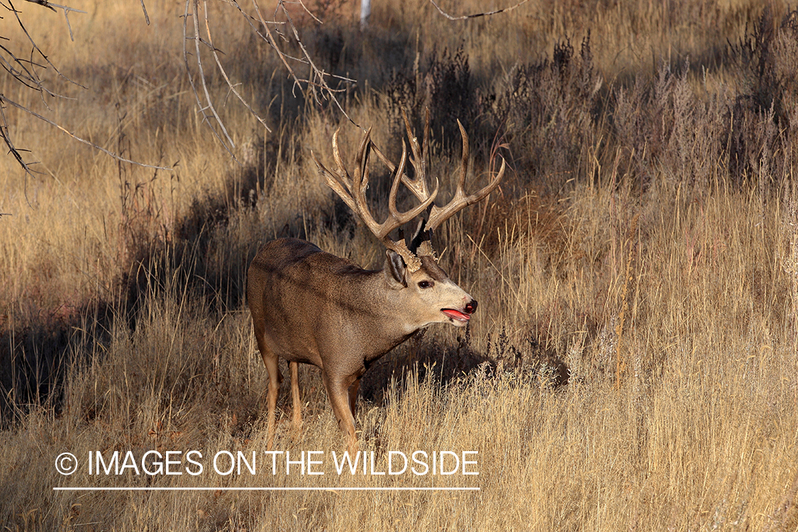 Mule deer buck in rut.