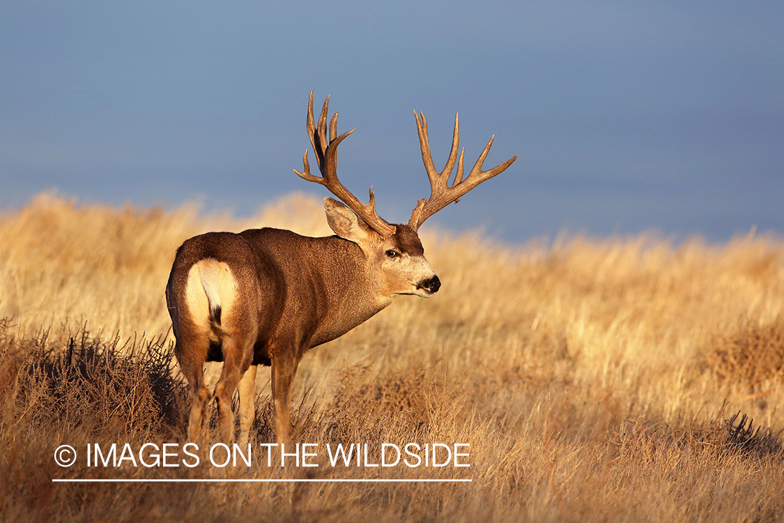 Mule deer buck in field.