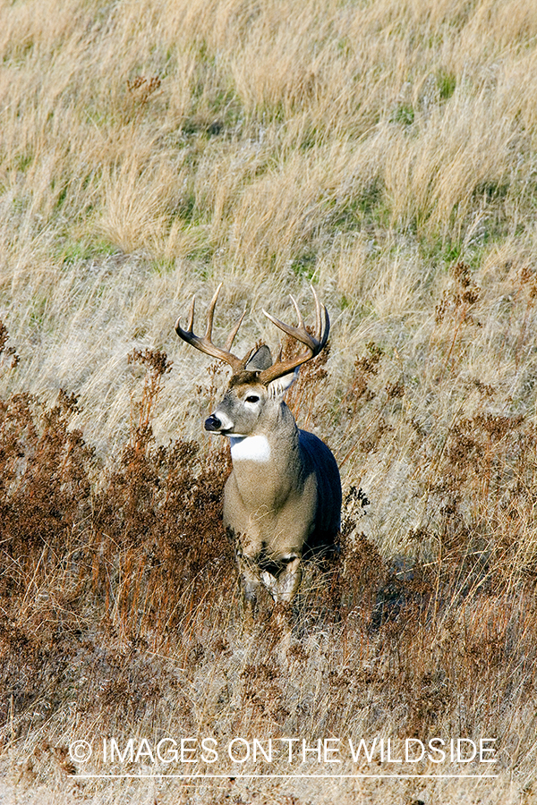 White-tailed deer in habitat