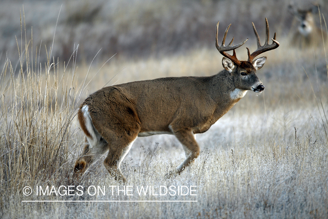 Whitetail Buck