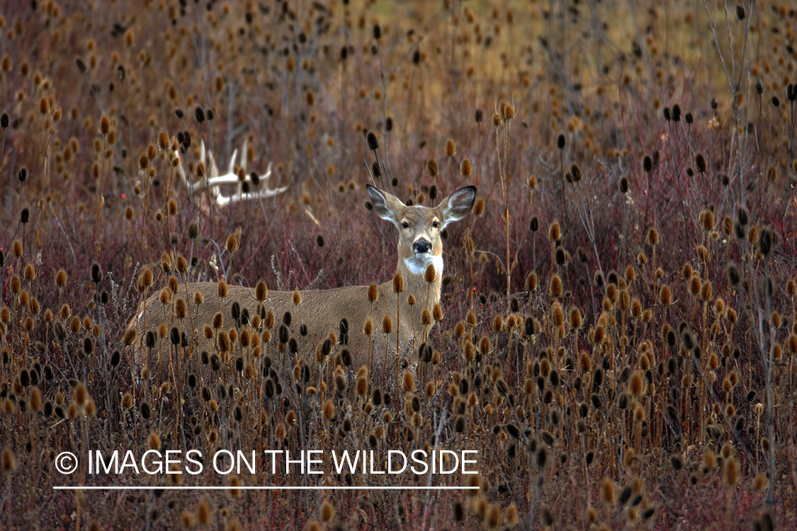 Whitetail Deer in Field