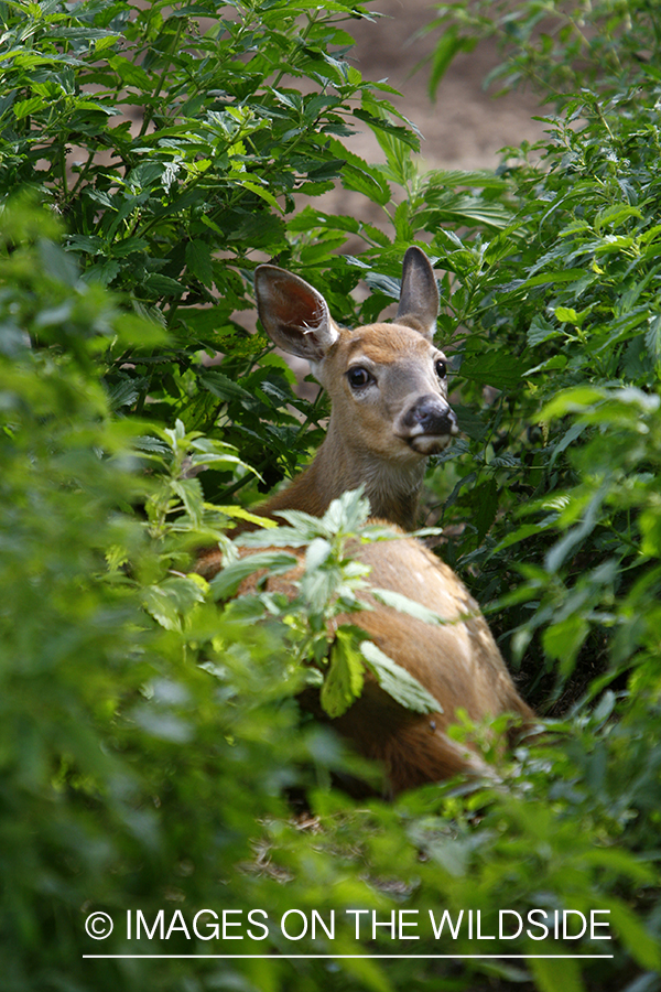 Whitetail fawn in habitat