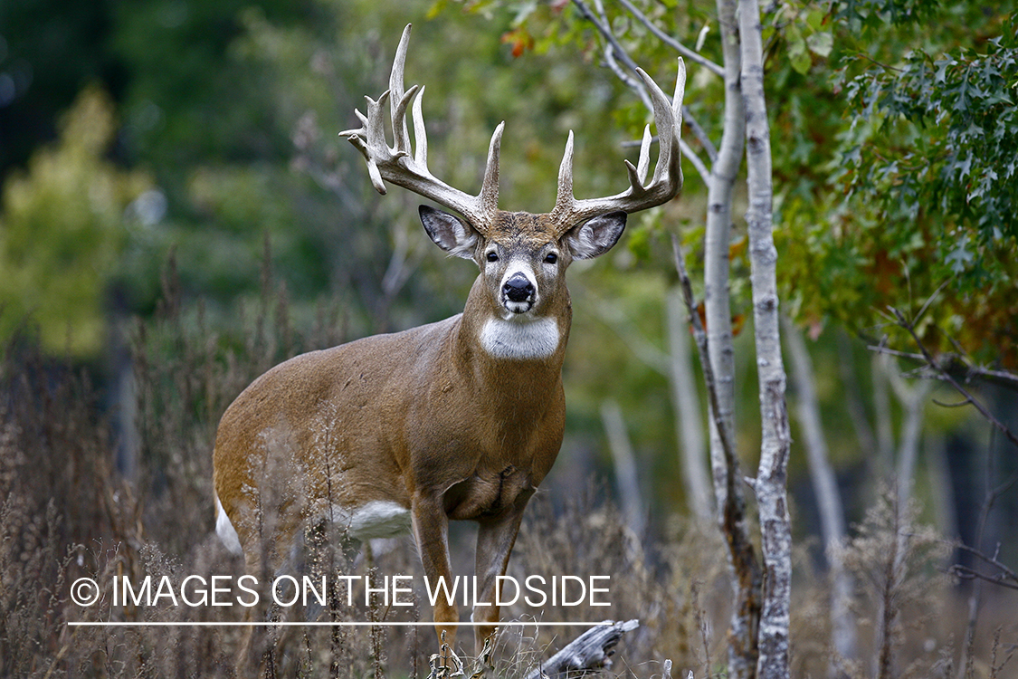 Whitetail buck in habitat