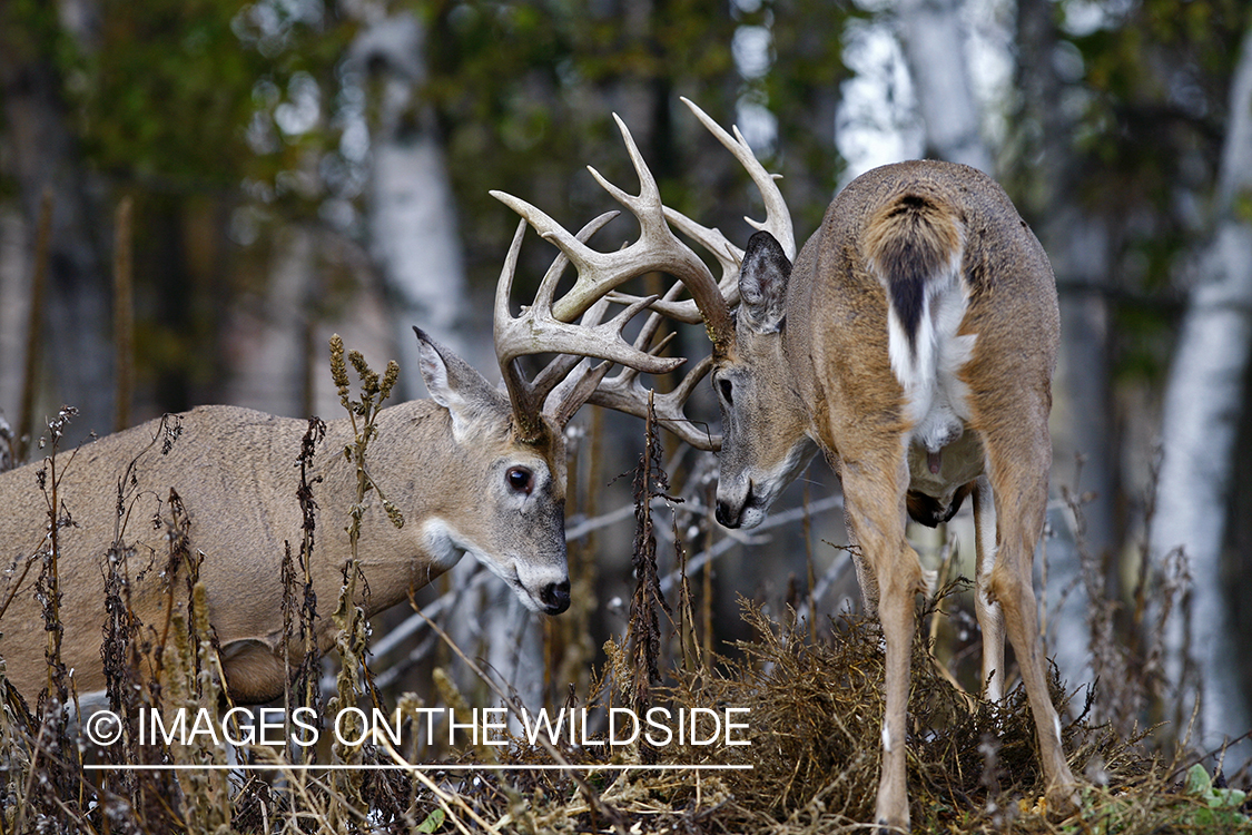 Whitetail bucks fighting