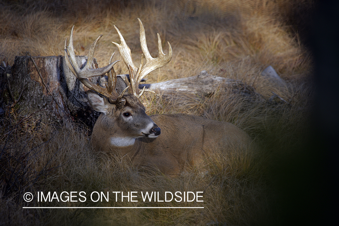 Whitetail buck in habitat.