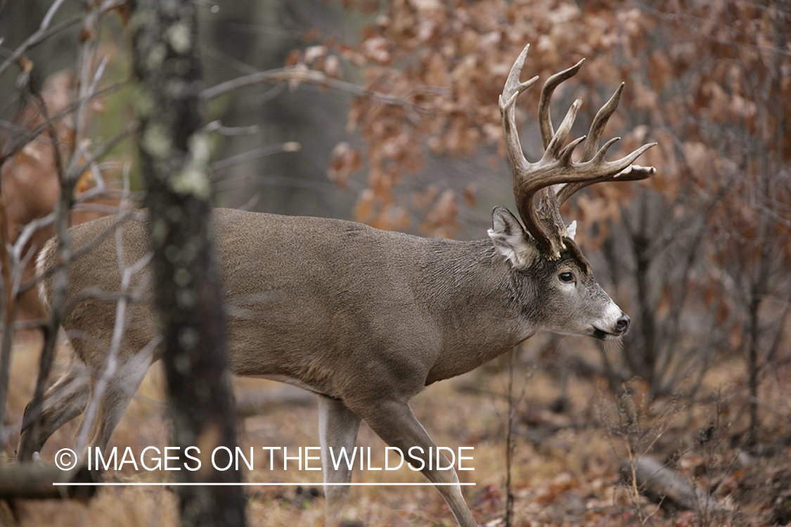 Whitetail buck in habitat.