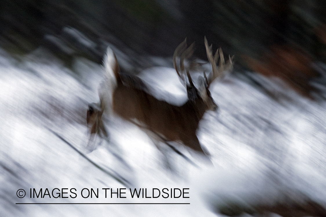 White-tailed buck in habitat.