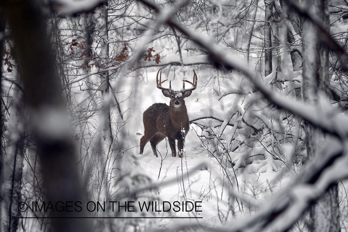 White-tailed buck in habitat.