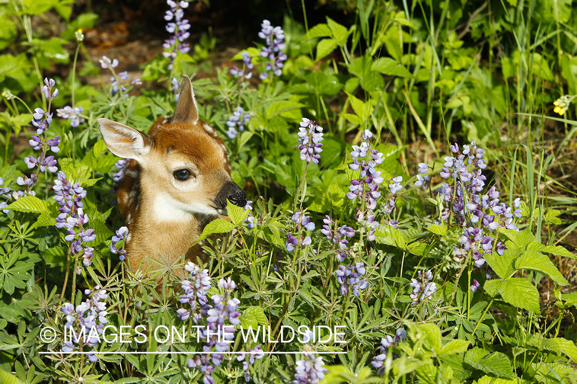 White-tailed Deer Fawns