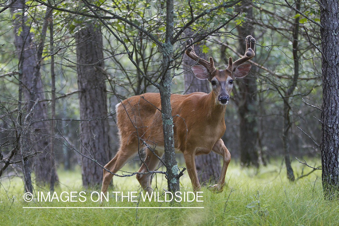 Whie-tailed deer apple creek