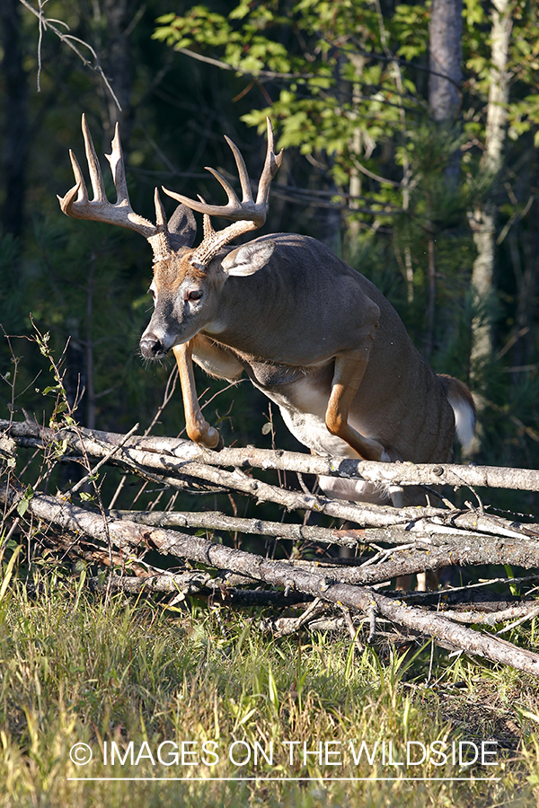 White-tailed buck in habitat