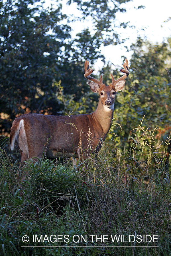 White-tailed buck in velvet 