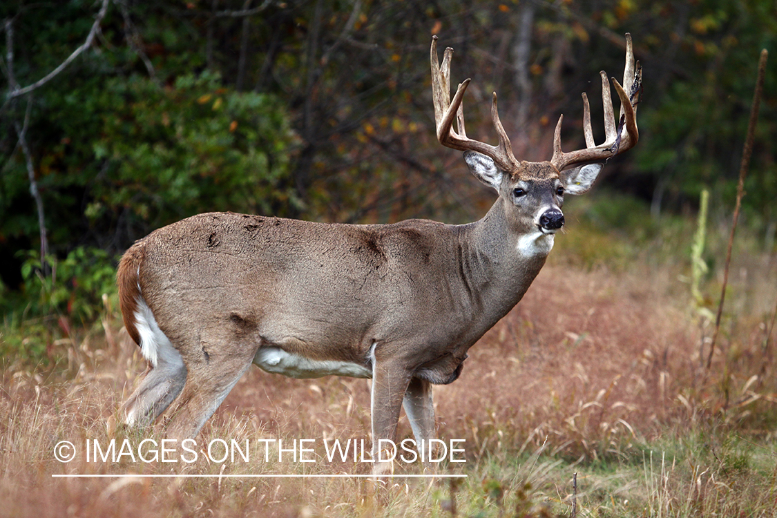 White-tailed buck in habitat. *