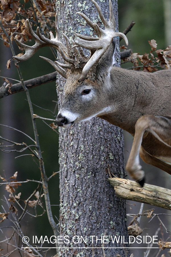 White-tailed buck in habitat. *