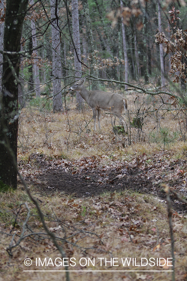 White-tailed deer scrape.