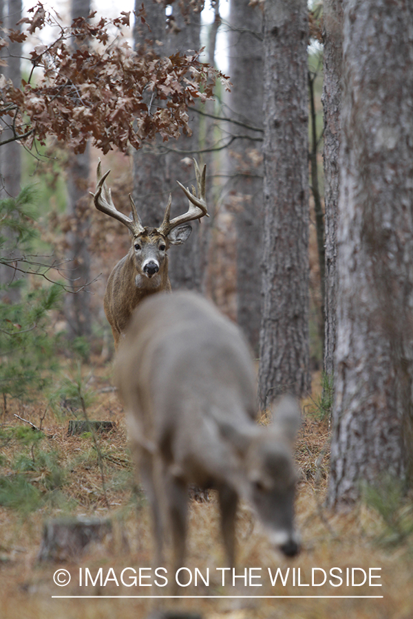 White-tailed doe and buck in habitat. 