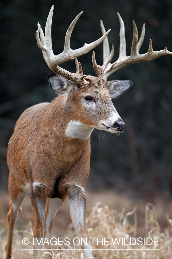 White-tailed buck in habitat. *