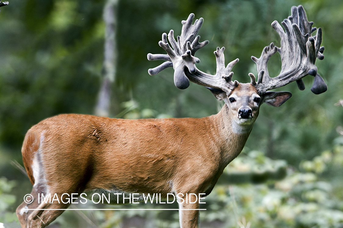 White-tailed buck in summer habitat *