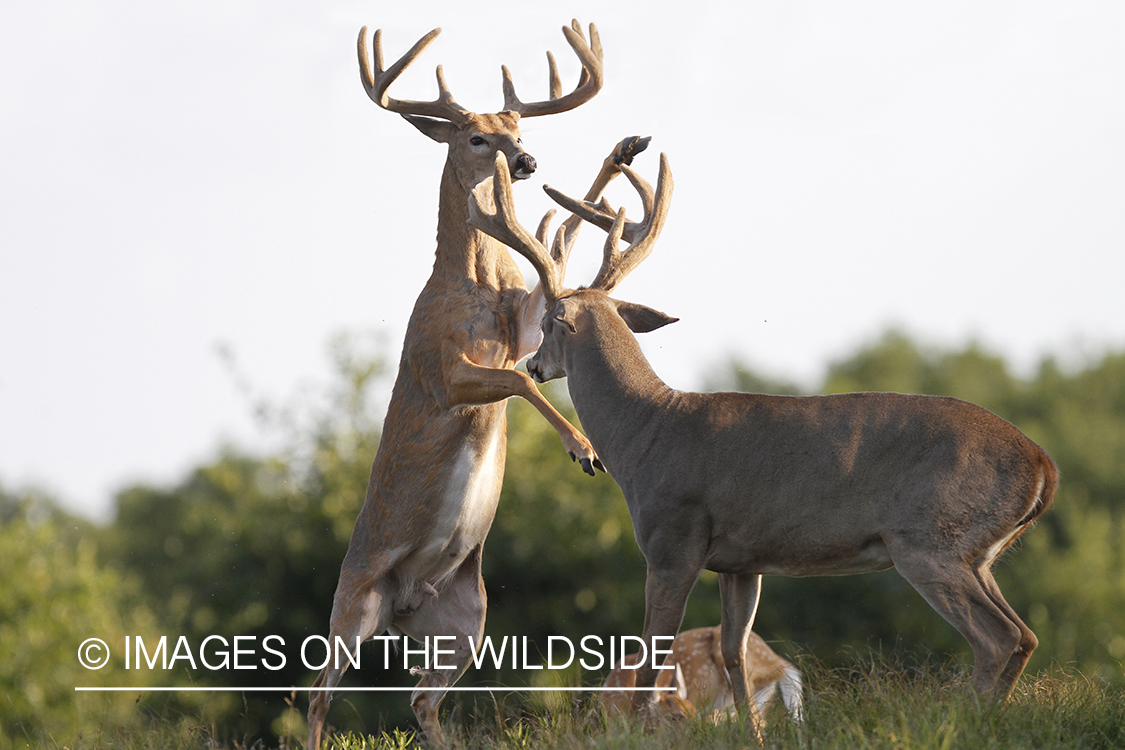 White-tailed bucks fighting. 