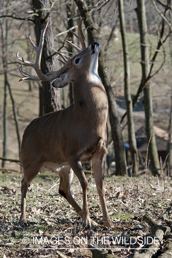 White-tailed buck in habitat. 