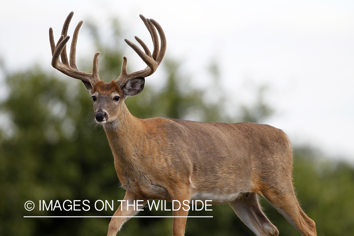 White-tailed buck in velvet.  