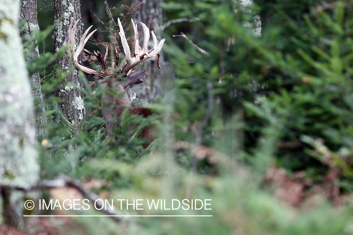 White-tailed buck shedding velvet.  