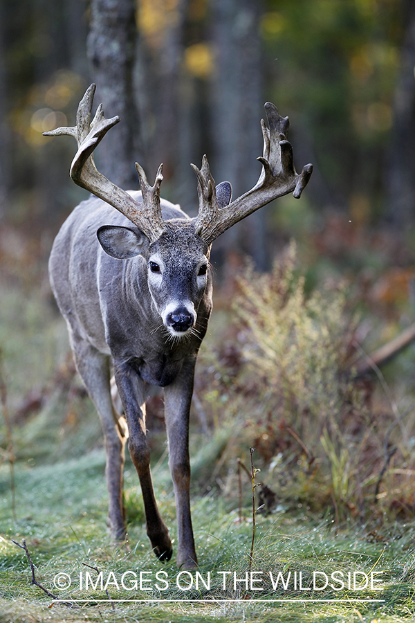 White-tailed buck in habitat. 