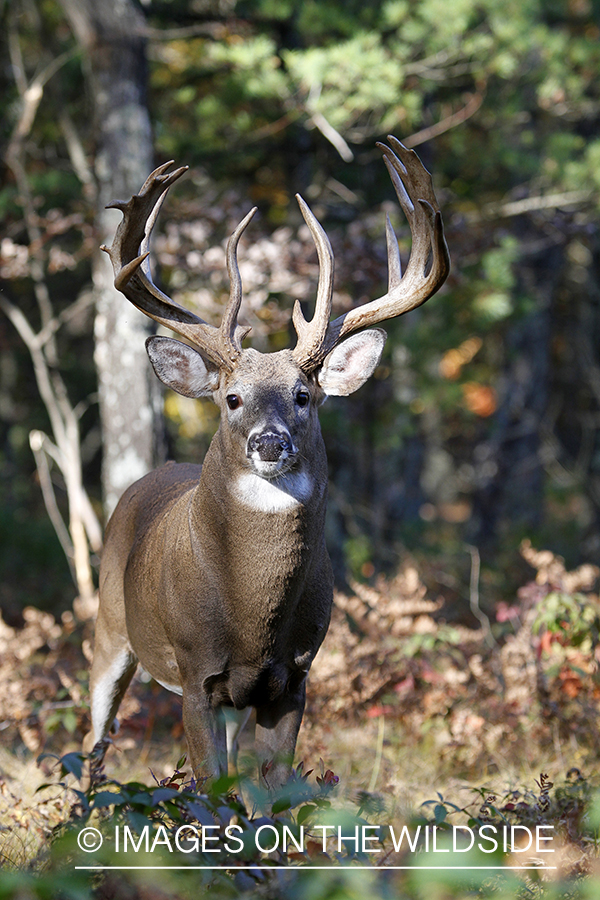 White-tailed buck in habitat. 