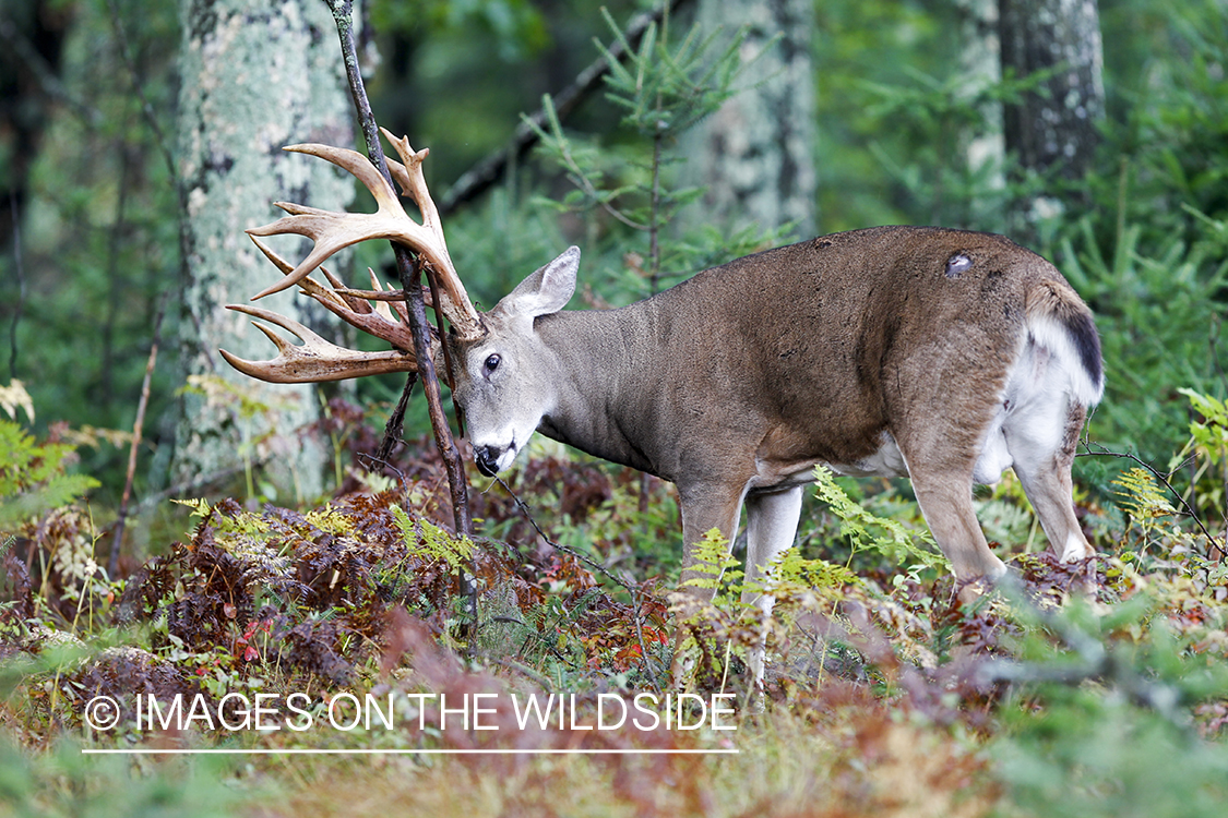 White-tailed buck in habitat. 