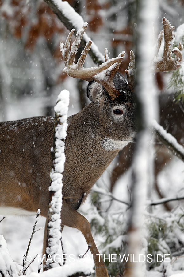 White-tailed buck in winter.  