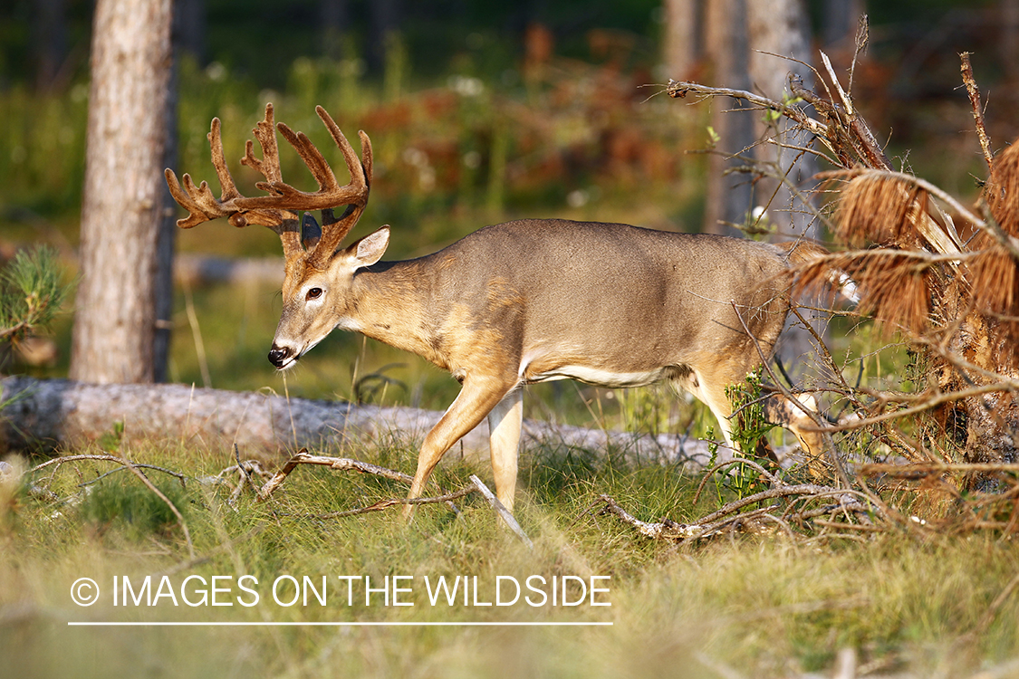 White-tailed buck in habitat.