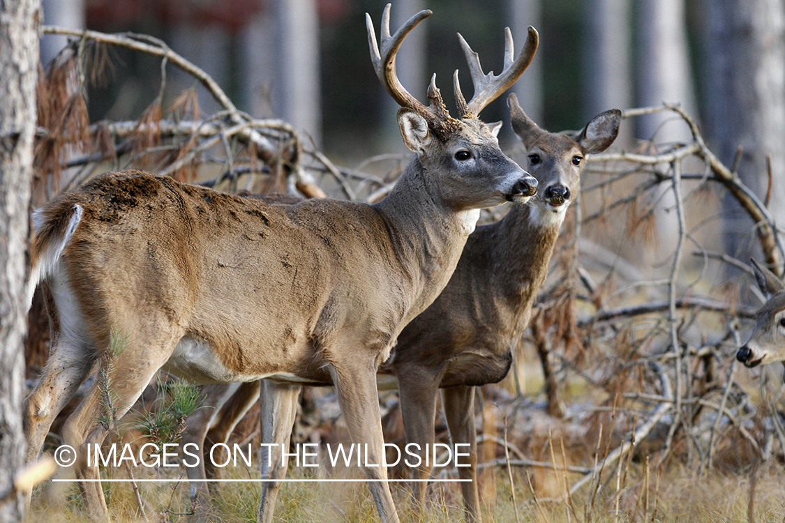 White-tailed deer in habitat.